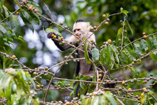 Capuchin monkey eating fruit