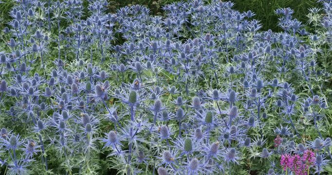 Clump of Eryngium zabelii 'Big Blue' or Sea holly. Branching stems crowned with domed flower heads in shades of violet-blue surrounded by spiny bracts with pollen that attracts many bees
