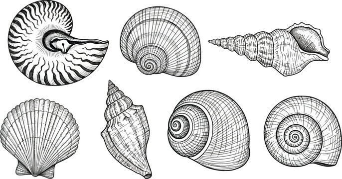 sea shell vector illustration