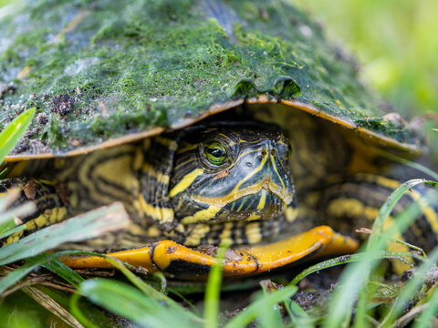 Slider turtle closeup on face