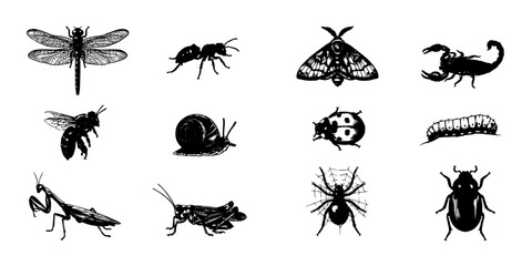 Fototapeta premium Insects Collection on White Background, Detailed Black-and-White Illustration with Dragonflies, Beetles, Moths, Spiders and Caterpillars