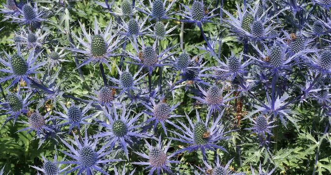 Eryngium x zabelli 'Big Blue' | Eryngium olivierianum 'Myersblue' - Sea holly or Eringo, variety with intense blue-violet inflorescence and spiny bracts, very melliferous, attracting thousands of bees