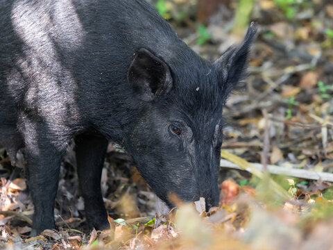 Wild hog eating