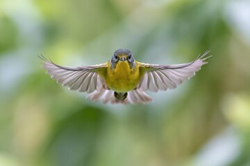Fototapeta premium The Hummingbird in Midair Graceful Flight over Lush Green Tropical Foliage