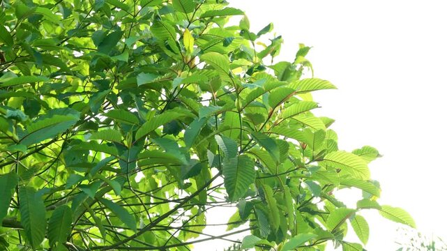 Lush green foliage of a kratom tree with sunlight filtering through the leaves