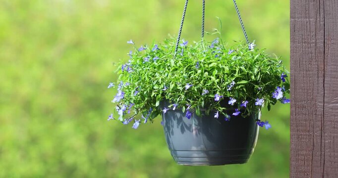 Ampel lobelia in a hanging planters for country gardening and landscape design