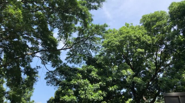 Tropical trees of the oak tree and the breadfruit tree with the sound of birds at city hall park in Bandung, Indonesia