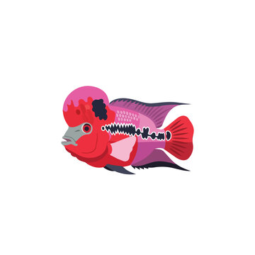 Exotic Flowerhorn Cichlid Fish Illustration with Distinctive Nuchal Hump and Vivid Pink Red Colors