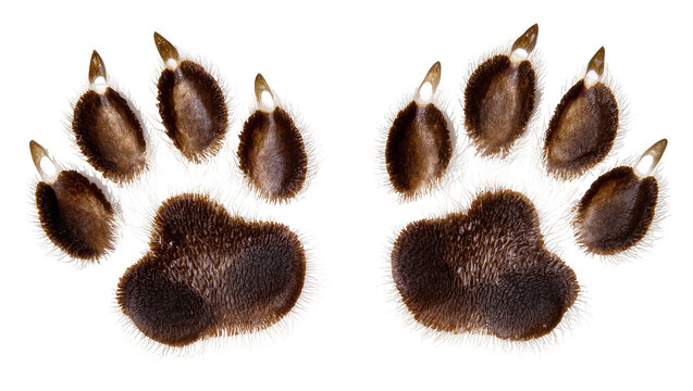 Two brown animal paw prints with visible claws and fur texture