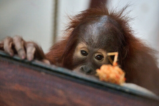 Baby orangutan peeking over a wooden ledge looking at food, Bratislava Zoo, Bratislava, Slovakia, Europe