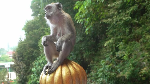 Close up shot of a macaque monkey sitting on a structure near Batu Caves in Malaysia with lush greenery in the background.