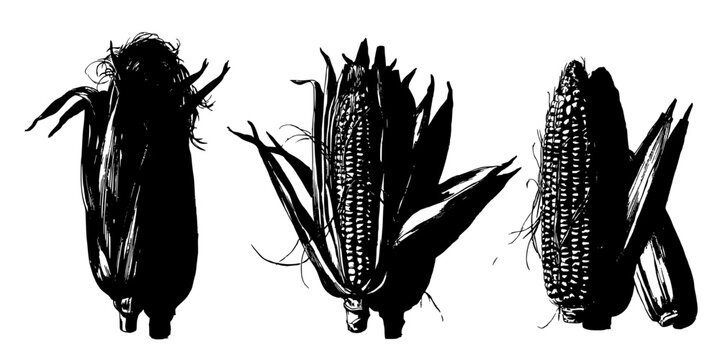 Corn Ears Depicted in a Black and White Illustration Showcasing Different Textures and Forms Featuring Texture, Agricultural, Plant with Vegetable