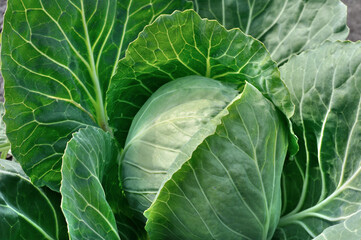 Fototapeta premium close-up of ripening green cabbage in the vegetable garden