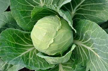Obraz premium close-up of ripening organic green cabbage in the vegetable garden, view from above