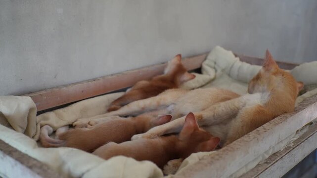 Adult Cat and Kittens Resting on Bedding in Indoor Static Shot