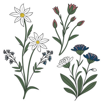 Mountain Wildflower Editable Floral Vector Illustration Set