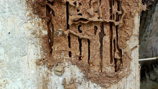 Termite damage on a wooden post showing mud tubes and tunnels
