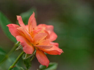 Fototapeta premium Shape and colors of small roses that bloom in the garden