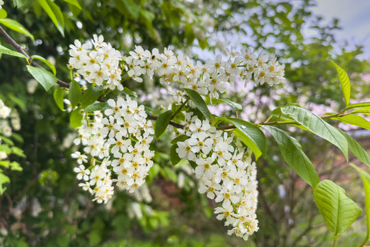 White flowers bloom on a tree branch in a garden during spring