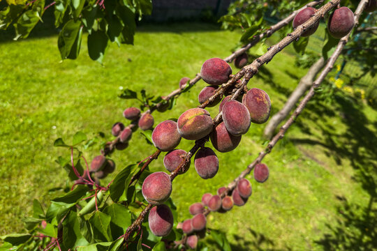 A variety of plum fruit hangs from tree branches in a garden