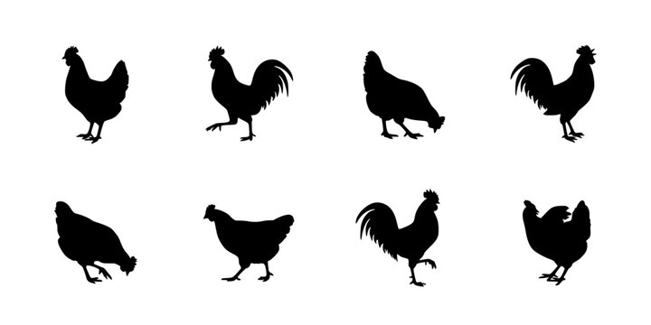 Rooster Silhouettes of Eight Poses on White Background for Farm-Themed Design and Decorative Icon Sets