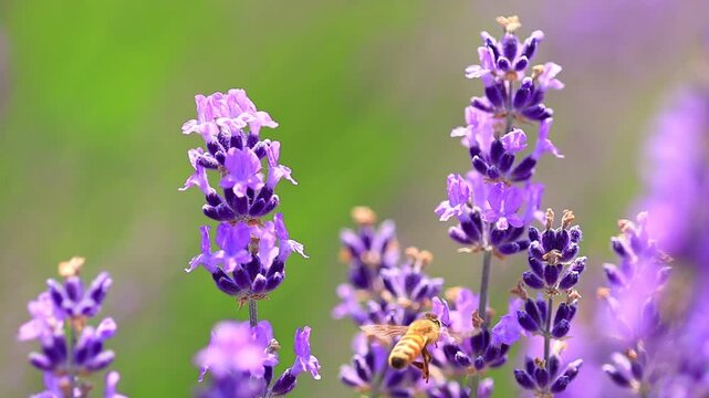  bee on lavender flowers, slow-motion