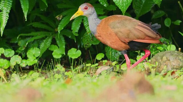 A beautiful rufoustailed crake walking in the lush green forest undergrowth