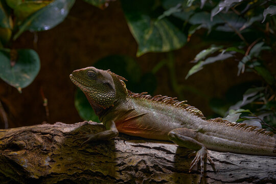 Chinese water dragon, Physignathus cocincinus, agamid lizard native to China and mainland Southeast Asia.