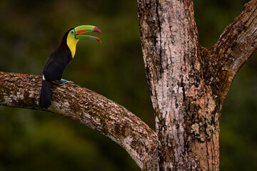 Obraz premium Tropic bird, open bill. Keel-billed Toucan, Ramphastos sulfuratus, bird with big bill sitting on branch in the forest, Guatemala. Nature travel in central America. Beautiful bird in nature habitat.