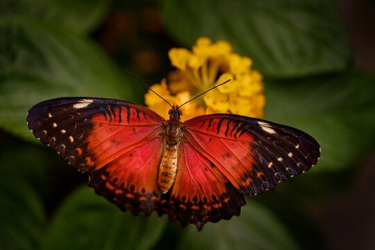 Red Lacewing butterfly, Cethosia biblis, orange from India in Asia. Butterfly sitting on the yellow flower bloom in the nature habitat. Nature wildlife.