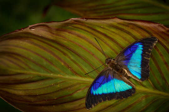 Prepona laertes, the shaded-blue leafwing butterly, sitting on the big leaf in the natre habitat, Costa Rica. Prepona laertes blue and black butterfly in the tropic forest, nature wildlife.