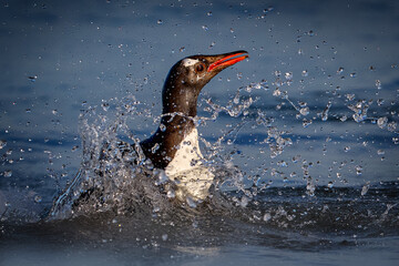 Obraz premium Penguin, South Georgia in Atlantic Ocean. Gentoo penguin jumps out of the blue water after swimming through the ocean in Falkland Island, bird in the nature sea habitat. Wildlife scene in the nature.