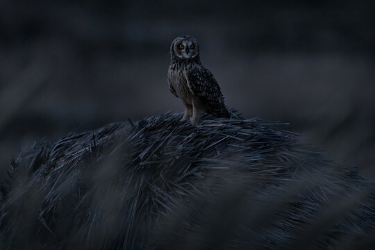 Short-eared Owl, Asio flammeus sanfordi, rare endemic bird from Sea Lion Island, Fakland Islands, Owl in the nature habitat. Bird in habitat . Wildlife scene from nature. Late evening owl.