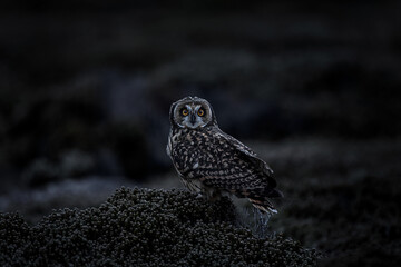 Short-eared Owl, Asio flammeus sanfordi, rare endemic bird from Sea Lion Island, Fakland Islands, Owl in the nature habitat. Bird in habitat . Wildlife scene from nature. Late evening owl. © ondrejprosicky