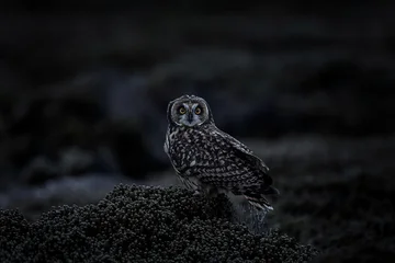 Short-eared Owl, Asio flammeus sanfordi, rare endemic bird from Sea Lion Island, Fakland Islands, Owl in the nature habitat. Bird in habitat . Wildlife scene from nature. Late evening owl. © ondrejprosicky