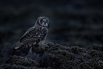 Short-eared Owl, Asio flammeus sanfordi, rare endemic bird from Sea Lion Island, Fakland Islands, Owl in the nature habitat. Bird in habitat . Wildlife scene from nature. Late evening owl. © ondrejprosicky