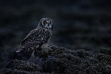Short-eared Owl, Asio flammeus sanfordi, rare endemic bird from Sea Lion Island, Fakland Islands, Owl in the nature habitat. Bird in habitat . Wildlife scene from nature. Late evening owl. © ondrejprosicky