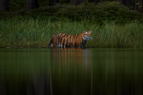 Amur tiger running in the water, Siberia. Dangerous animal, tajga, Russia. Wildlife nature. Animal in green forest stream. Siberian tiger splashing water.