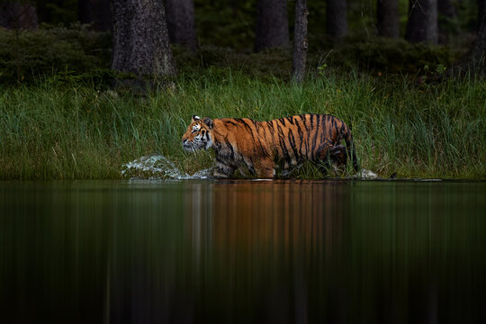 Amur tiger running in the water, Siberia. Dangerous animal, tajga, Russia. Wildlife nature. Animal in green forest stream. Siberian tiger splashing water.