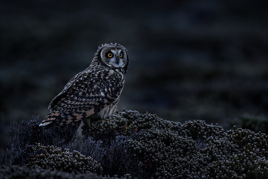 Short-eared Owl, Asio flammeus sanfordi, rare endemic bird from Sea Lion Island, Fakland Islands, Owl in the nature habitat. Bird in habitat . Wildlife scene from nature. Late evening owl.