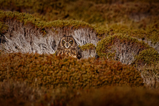Short-eared Owl, Asio flammeus sanfordi, rare endemic bird from Sea Lion Island, Fakland Islands, Owl in the nature habitat. Bird in habitat . Wildlife scene from nature. Late evening owl.