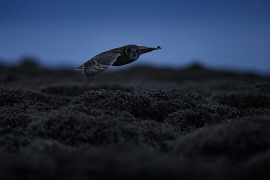Short-eared Owl, Asio flammeus sanfordi, rare endemic bird from Sea Lion Island, Fakland Islands, Owl in the nature habitat. Bird in habitat . Wildlife scene from nature. Late evening owl.