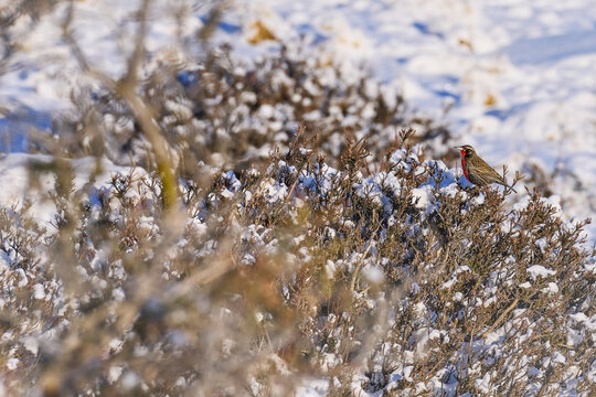 Bird in the winter habitat. Long-tailed Meadowlark, Sturnella loyca falklandica, Torres del Paine NP, PAtagonia, Chile. Wildlife scene from nature. Red bird in snow, winter Patagonia.