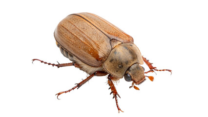 Realistic brown beetle bug insect crawling view isolated on a transparent background biology asset © PNG_MEGAStock
