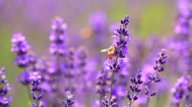  bee on lavender flowers, slow-motion