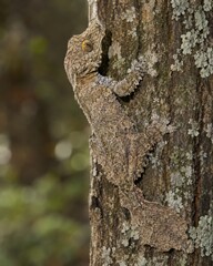 Fototapeta premium Leaf Tailed Gecko Camouflaged on Tree Bark