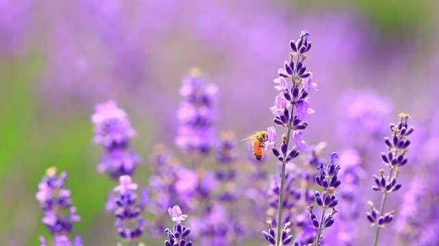  bee on lavender flowers, slow-motion
