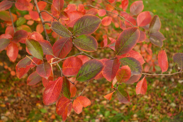 Fototapeta premium Colorful autumnal foliage of black chokeberry in October