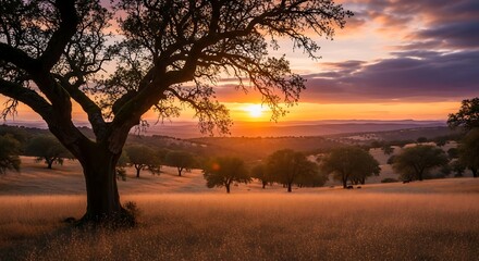 Fototapeta premium Golden sunset over rural landscape with ancient oak tree silhouette