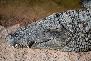 Fototapeta premium Large crocodile resting near water in Morocco's natural habitat during daylight